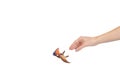 Flying dinosaur toy, rubber pterodactyl for game. Isolated on white Royalty Free Stock Photo