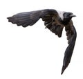 Flying direct dark grey crow with large black wings Royalty Free Stock Photo