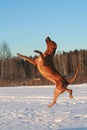 Flying dog