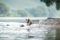 flying dog. Active jack russell terrier jumping in the water Royalty Free Stock Photo