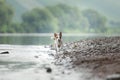 flying dog. Active jack russell terrier jumping in the water Royalty Free Stock Photo