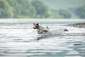 flying dog. Active jack russell terrier jumping in the water Royalty Free Stock Photo
