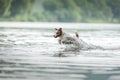 flying dog. Active jack russell terrier jumping in the water Royalty Free Stock Photo