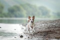 flying dog. Active jack russell terrier jumping in the water Royalty Free Stock Photo