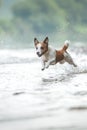 flying dog. Active jack russell terrier jumping in the water Royalty Free Stock Photo