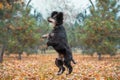 flying dog of the American Cocker Spaniel breed jumping in the afternoon on a walk in the park in autumn Royalty Free Stock Photo