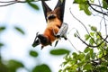 Flying dog, Fox or Fruit bat. Pteropus vampyrus