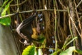 A flying dog hangs on a clothesline