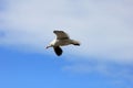 Flying Dolphin Gull, Falkland Islands Royalty Free Stock Photo