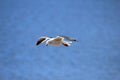 Flying Dolphin Gull, Falkland Islands Royalty Free Stock Photo