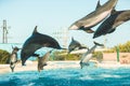 Flying Dolphins Royalty Free Stock Photo