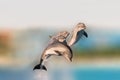 Flying dolphins having fun jumping out of the water. Royalty Free Stock Photo