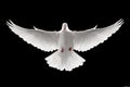 Flying dove Royalty Free Stock Photo