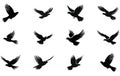 Flying Dove birds silhouettes, isolated bird flying