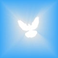 Flying dove. Blue background with bright rays. Easter. The symbol of purity. Christian faith. Holy Spirit. Vector