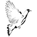 Flying dove cartoon Royalty Free Stock Photo