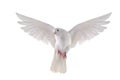 Flying dove