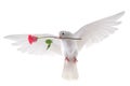 Flying dove Royalty Free Stock Photo