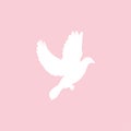 Flying dove isolated on pink background. Vector illustration.