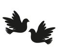 A flying dove. Silhouette of the bird. Doves on white background, silhouette dove in flight. Flying birds. Silhouette of the