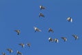 Flying Doves
