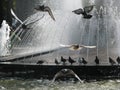 Flying doves in the fountain