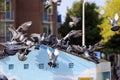 Flying doves on the street when feeded Royalty Free Stock Photo
