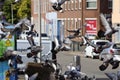 Flying doves on the street when feeded Royalty Free Stock Photo