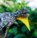 Flying dragon draco in bali forest 3