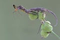 A flying dragon is eating a cranefly in a wildflower.