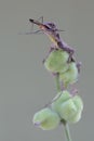 A flying dragon is eating a cranefly in a wildflower.