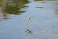 Flying dragonflies over the water