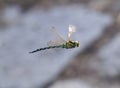 Flying dragonfly Royalty Free Stock Photo