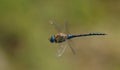 Flying dragonfly Royalty Free Stock Photo