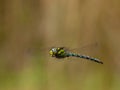 Flying dragonfly - blue hawker Aeshna cyanea