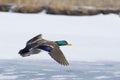 Flying Drake Mallard Royalty Free Stock Photo