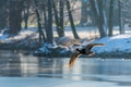Flying Drake Mallard above the water surface Royalty Free Stock Photo