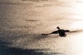 Flying Drake Mallard above the water surface Royalty Free Stock Photo