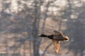 Flying Drake Mallard above the water surface