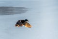 Flying Drake Mallard above the water surface Royalty Free Stock Photo