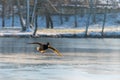 Flying Drake Mallard above the water surface Royalty Free Stock Photo