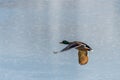 Flying Drake Mallard above the water surface Royalty Free Stock Photo