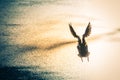 Flying Drake Mallard above the water surface