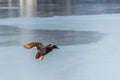 Flying Drake Mallard above the water surface Royalty Free Stock Photo