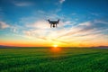 Flying drone and green wheat field