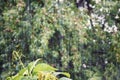 Flying raindrop in the garden splashes, a sprout on the background of rain Royalty Free Stock Photo