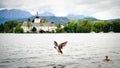Flying Duck on the Lake Royalty Free Stock Photo