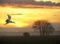 Flying duck at sunset in field Royalty Free Stock Photo