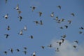 flying ducks Royalty Free Stock Photo