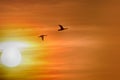 Flying ducks against dramatically sunset sky Royalty Free Stock Photo